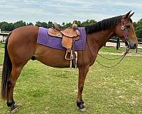 athletic-appendix-horse