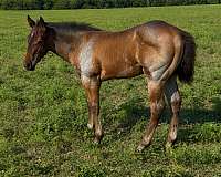 quarter-horse-colt