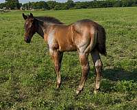 quarter-horse-for-sale