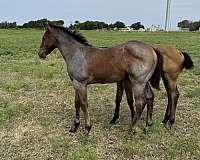 quarter-horse