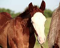 red-roan-splash-white-horse