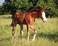 splash-white-horse