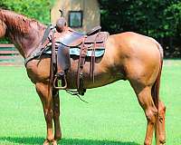 red-roan-trail-class-com-horse