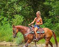 athletic-quarter-horse