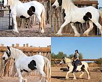 silver-pony