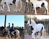 tobiano-silver-pony