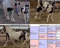 draft-pony-gypsy-vanner