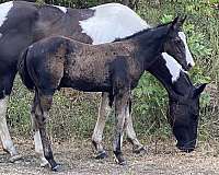 all-around-homozygous-black-colt