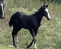 all-around-homozygous-black-horse