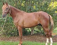 2-hind-socks-horse