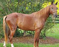 chestnut-2-hind-socks-horse