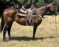 all-around-thoroughbred-horse