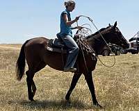 barrel-thoroughbred-horse