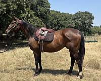 athletic-thoroughbred-horse