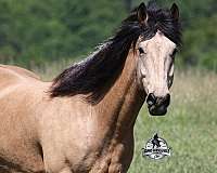 quarter-horse
