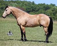 buckskin-dark-points-horse