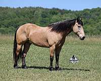 ranch-work-quarter-horse