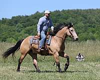 beginner-safe-quarter-horse