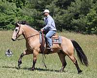 family-horse-quarter