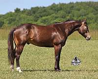 buckskin-dark-points-horse