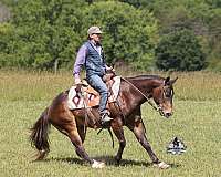 quarter-horse