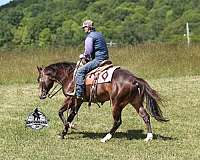 ranch-work-quarter-horse