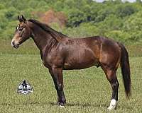 beginner-safe-quarter-horse