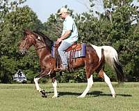 tobiano-4-stockings-horse