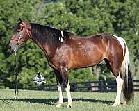 quarter-horse-tennessee-walking
