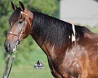 ranch-work-tennessee-walking-horse