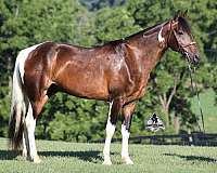 beginner-safe-tennessee-walking-horse