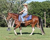 tobiano-4-stockings-horse