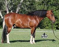 quarter-horse-tennessee-walking