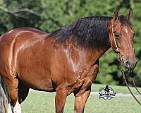 ranch-work-tennessee-walking-horse