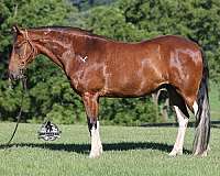 beginner-safe-tennessee-walking-horse