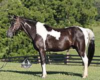 quarter-horse-tennessee-walking