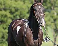 ranch-work-tennessee-walking-horse