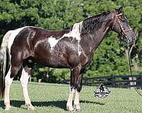 beginner-safe-tennessee-walking-horse