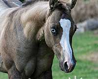 splash-white-horse