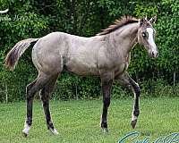 grulla-splash-white-horse