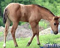 dun-factor-horse