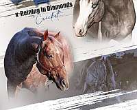 breeding-quarter-horse