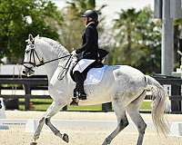 triple-registered-lusitano-horse