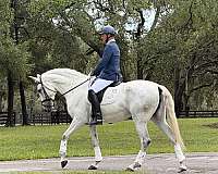 grey-apsl-mare
