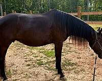 belgian-filly-mare