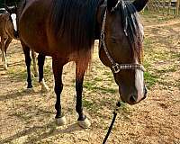 all-around-morgan-horse
