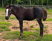 athletic-morgan-horse