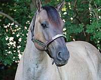 blue-grulla-barrel-horse