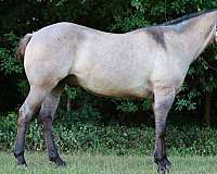 blue-grulla-barrel-racing-horse