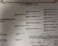bottomless-quarter-horse